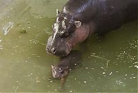 Fauna & Flora: pygmy hippopotamus