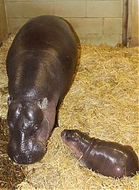 Fauna & Flora: pygmy hippopotamus