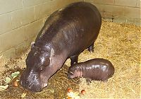 TopRq.com search results: pygmy hippopotamus