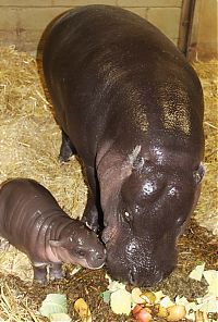 Fauna & Flora: pygmy hippopotamus