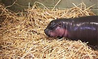 Fauna & Flora: pygmy hippopotamus