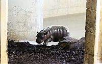 TopRq.com search results: pygmy hippopotamus