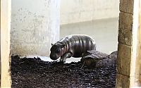 Fauna & Flora: pygmy hippopotamus