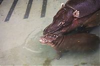 TopRq.com search results: pygmy hippopotamus