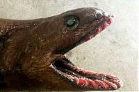 Fauna & Flora: Xenacanthus prehistoric shark, Lakes Entrance, Victoria, Australia