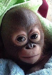 Fauna & Flora: nursed baby orangutan