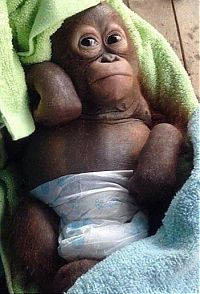 Fauna & Flora: nursed baby orangutan