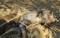 Fauna & Flora: rescuing hyena cubs