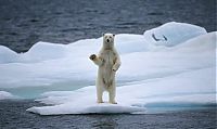 Fauna & Flora: polar bear photography