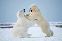TopRq.com search results: polar bear photography