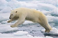 TopRq.com search results: polar bear photography