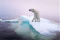 Fauna & Flora: polar bear photography