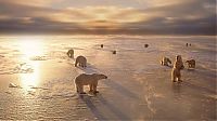 Fauna & Flora: polar bear photography