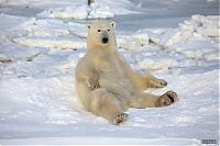 Fauna & Flora: polar bear photography