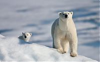 Fauna & Flora: polar bear photography