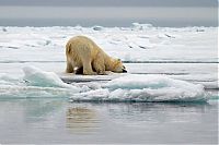 Fauna & Flora: polar bear photography