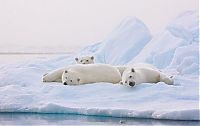 Fauna & Flora: polar bear photography