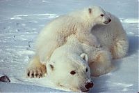 TopRq.com search results: polar bear photography