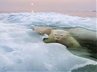 Fauna & Flora: polar bear photography