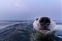 Fauna & Flora: polar bear photography