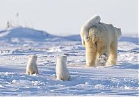 Fauna & Flora: polar bear photography