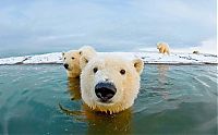 Fauna & Flora: polar bear photography