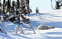 TopRq.com search results: polar bear photography