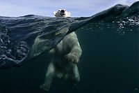 Fauna & Flora: polar bear photography