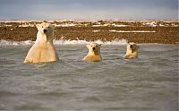 Fauna & Flora: polar bear photography