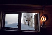 Fauna & Flora: polar bear photography