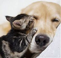 TopRq.com search results: dog and cat friends