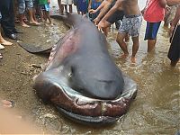 TopRq.com search results: Megamouth shark, Barangay Marigondon, Cavite, Calabarzon, Philippines