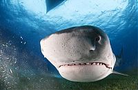 Fauna & Flora: shark mouth close-up