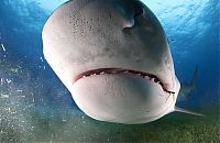 Fauna & Flora: shark mouth close-up