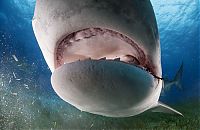 Fauna & Flora: shark mouth close-up