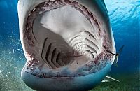 TopRq.com search results: shark mouth close-up