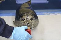 Fauna & Flora: Bryce, blind baby seal, Alaska SeaLife Center, Seward, Alaska, United States