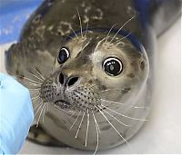 TopRq.com search results: Bryce, blind baby seal, Alaska SeaLife Center, Seward, Alaska, United States