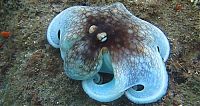 TopRq.com search results: octopus camouflage