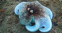 Fauna & Flora: octopus camouflage