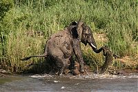 Fauna & Flora: elephant with its trunk grabbed by crocodile