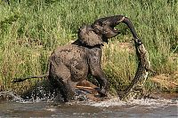 Fauna & Flora: elephant with its trunk grabbed by crocodile