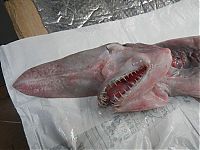 Fauna & Flora: Goblin shark catch, Green Cape, New South Wales, Australia, South Pacific Ocean