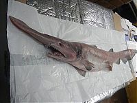 TopRq.com search results: Goblin shark catch, Green Cape, New South Wales, Australia, South Pacific Ocean