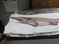 TopRq.com search results: Goblin shark catch, Green Cape, New South Wales, Australia, South Pacific Ocean