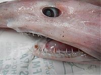 Fauna & Flora: Goblin shark catch, Green Cape, New South Wales, Australia, South Pacific Ocean