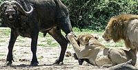 Fauna & Flora: lioness hunting buffalo while lion mating