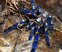 Fauna & Flora: poecilotheria metallica tarantula