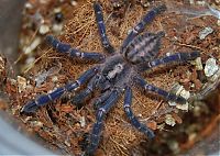 Fauna & Flora: poecilotheria metallica tarantula