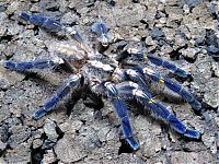 TopRq.com search results: poecilotheria metallica tarantula